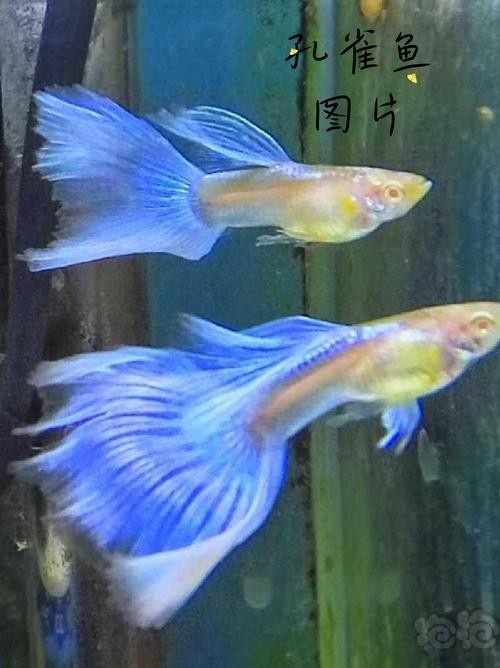 如何辨別真假賽級孔雀魚？