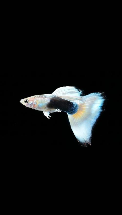 如何辨別真假賽級孔雀魚？