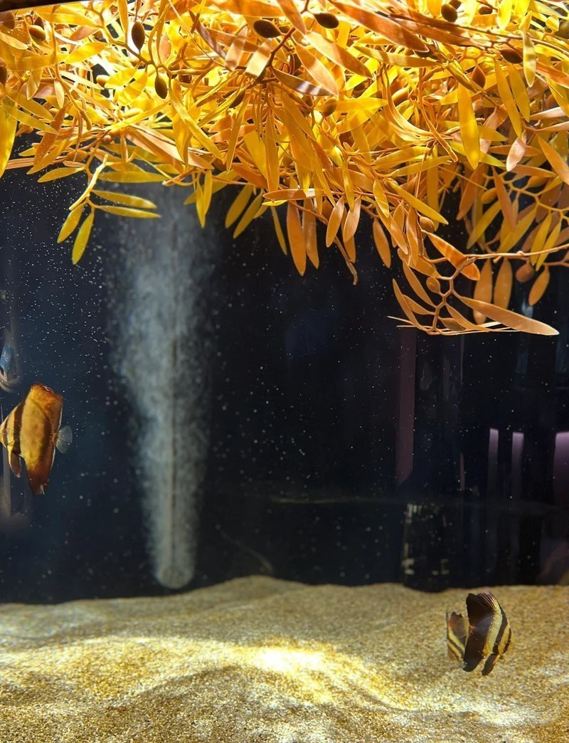 四國水族館在哪個城市