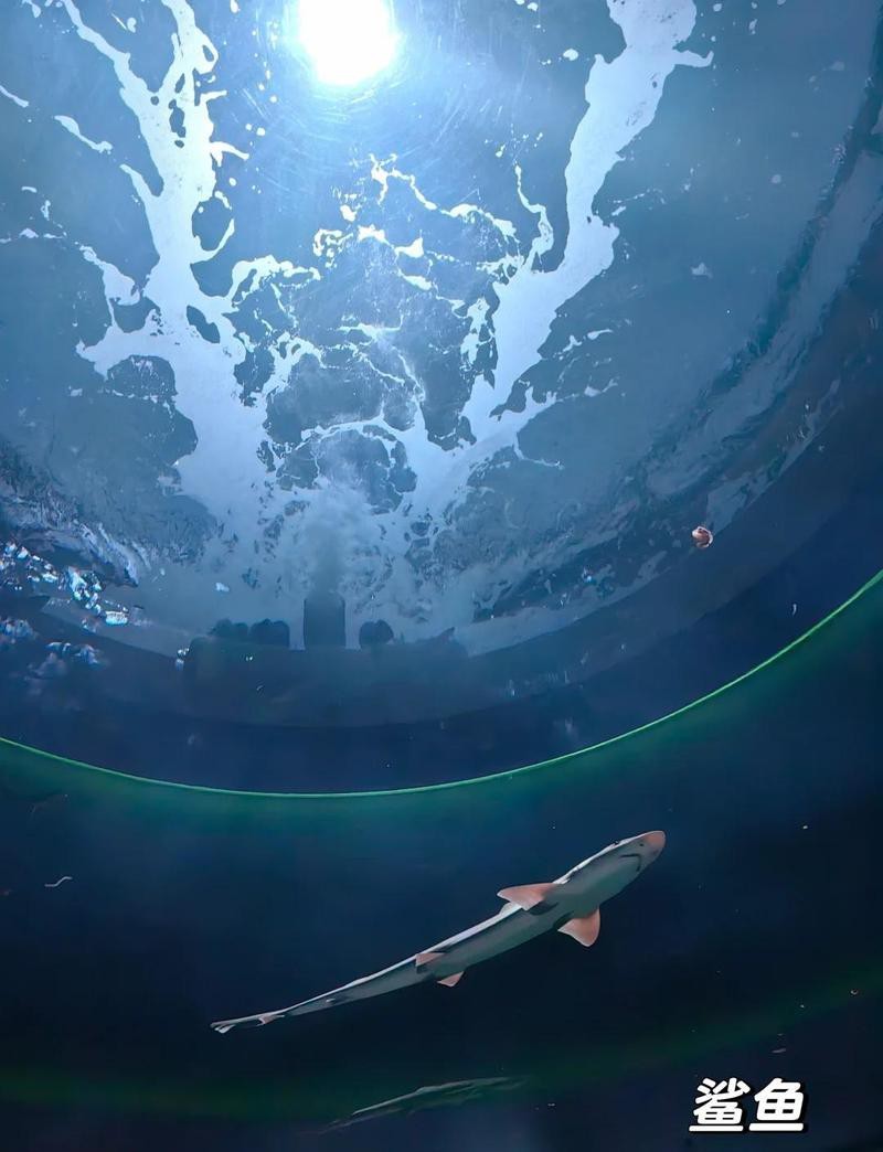 四國水族館在哪個城市