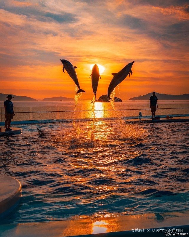 龍魚是國家保護動物嗎，祥龍魚屬于國家保護動物嗎