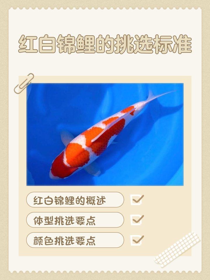 紅白錦鯉的挑選標(biāo)準(zhǔn)