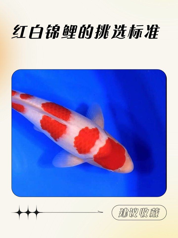 紅白錦鯉的挑選標(biāo)準(zhǔn)