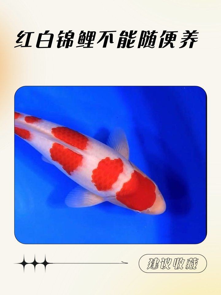紅白錦鯉的挑選標(biāo)準(zhǔn)