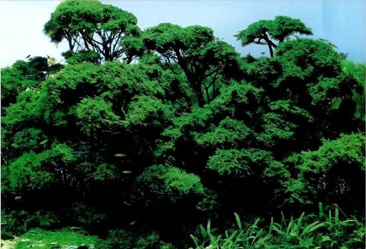 給我一些世界草缸造景大賽獲獎(jiǎng)作品的圖片