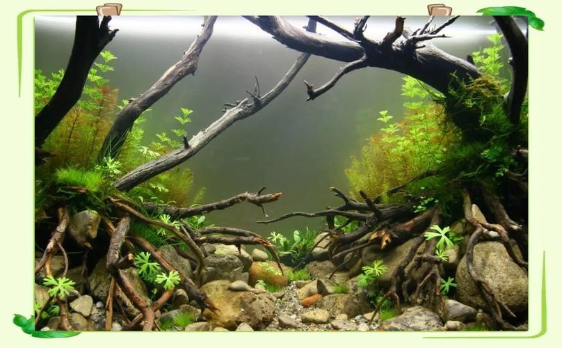 給我一些世界草缸造景大賽獲獎(jiǎng)作品的圖片