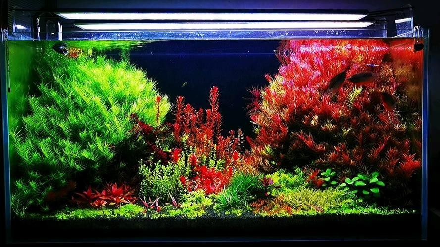 給我一些世界草缸造景大賽獲獎(jiǎng)作品的圖片