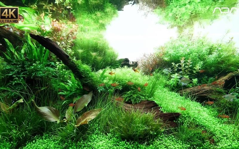 給我一些世界草缸造景大賽獲獎(jiǎng)作品的圖片