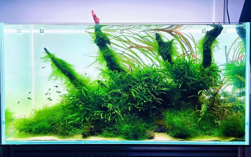 給我一些世界草缸造景大賽獲獎(jiǎng)作品的圖片