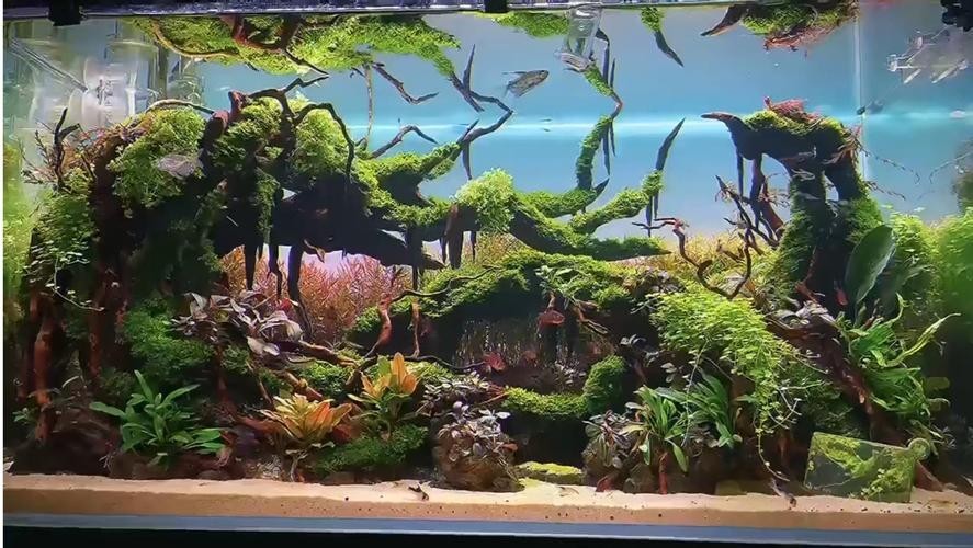 給我一些世界草缸造景大賽獲獎(jiǎng)作品的圖片
