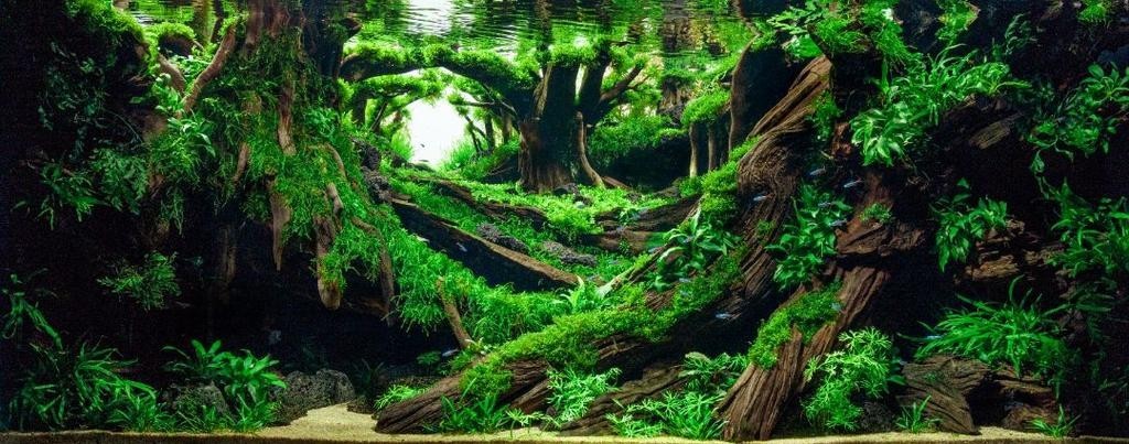 給我一些世界草缸造景大賽獲獎(jiǎng)作品的圖片