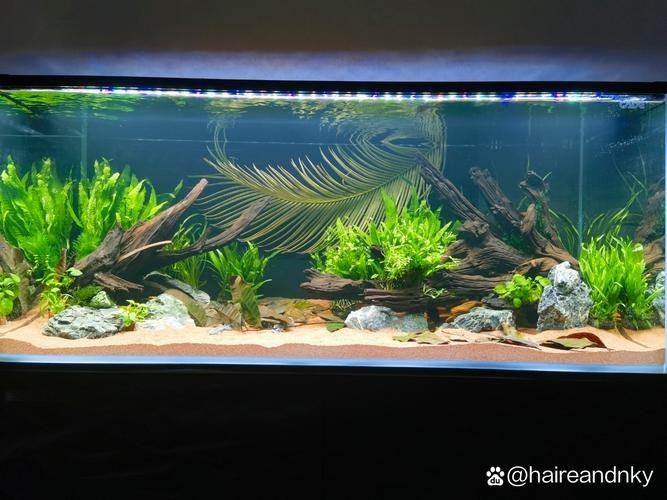 給我一些世界草缸造景大賽獲獎(jiǎng)作品的圖片