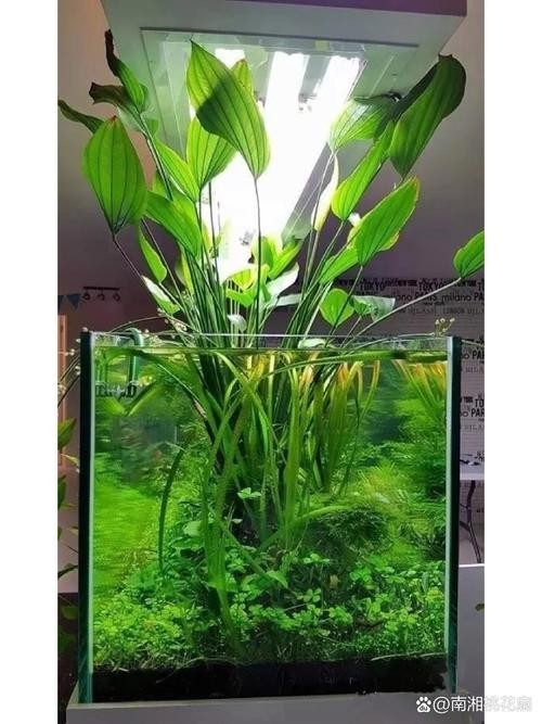 給我一些世界草缸造景大賽獲獎(jiǎng)作品的圖片