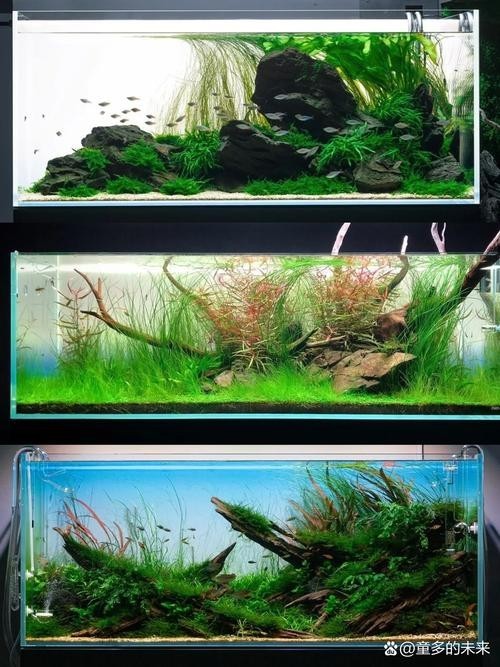 給我一些世界草缸造景大賽獲獎(jiǎng)作品的圖片