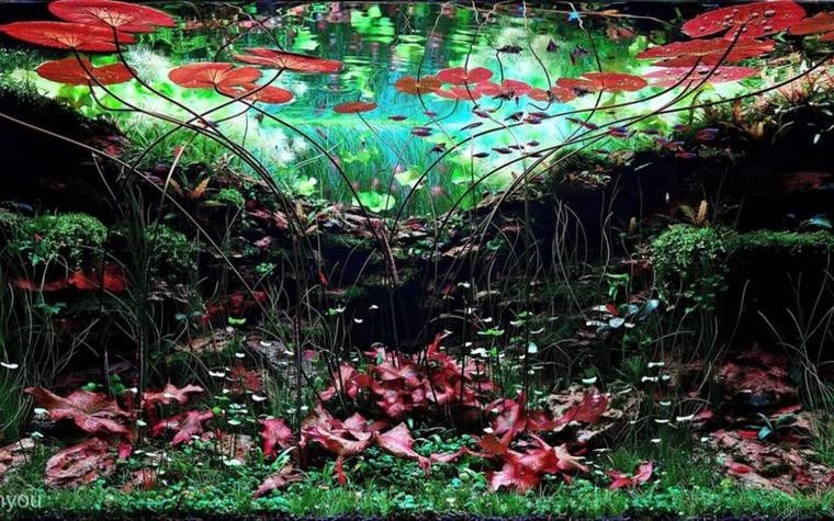 給我一些世界草缸造景大賽獲獎(jiǎng)作品的圖片