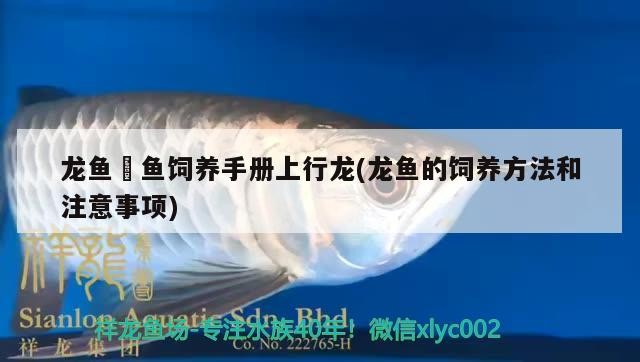 銀龍魚(yú) 龍魚(yú)魟魚(yú)飼養(yǎng)手冊(cè)上行龍(龍魚(yú)的飼養(yǎng)方法和注意事項(xiàng)) 魚(yú)缸百科 龍魚(yú)魟魚(yú)飼養(yǎng)手冊(cè)上行龍(龍魚(yú)的飼養(yǎng)方法和注意事項(xiàng)) 龍魚(yú)魟魚(yú)飼養(yǎng)手冊(cè)上行龍(龍魚(yú)的飼養(yǎng)方法和注意事項(xiàng)) 魚(yú)缸百科