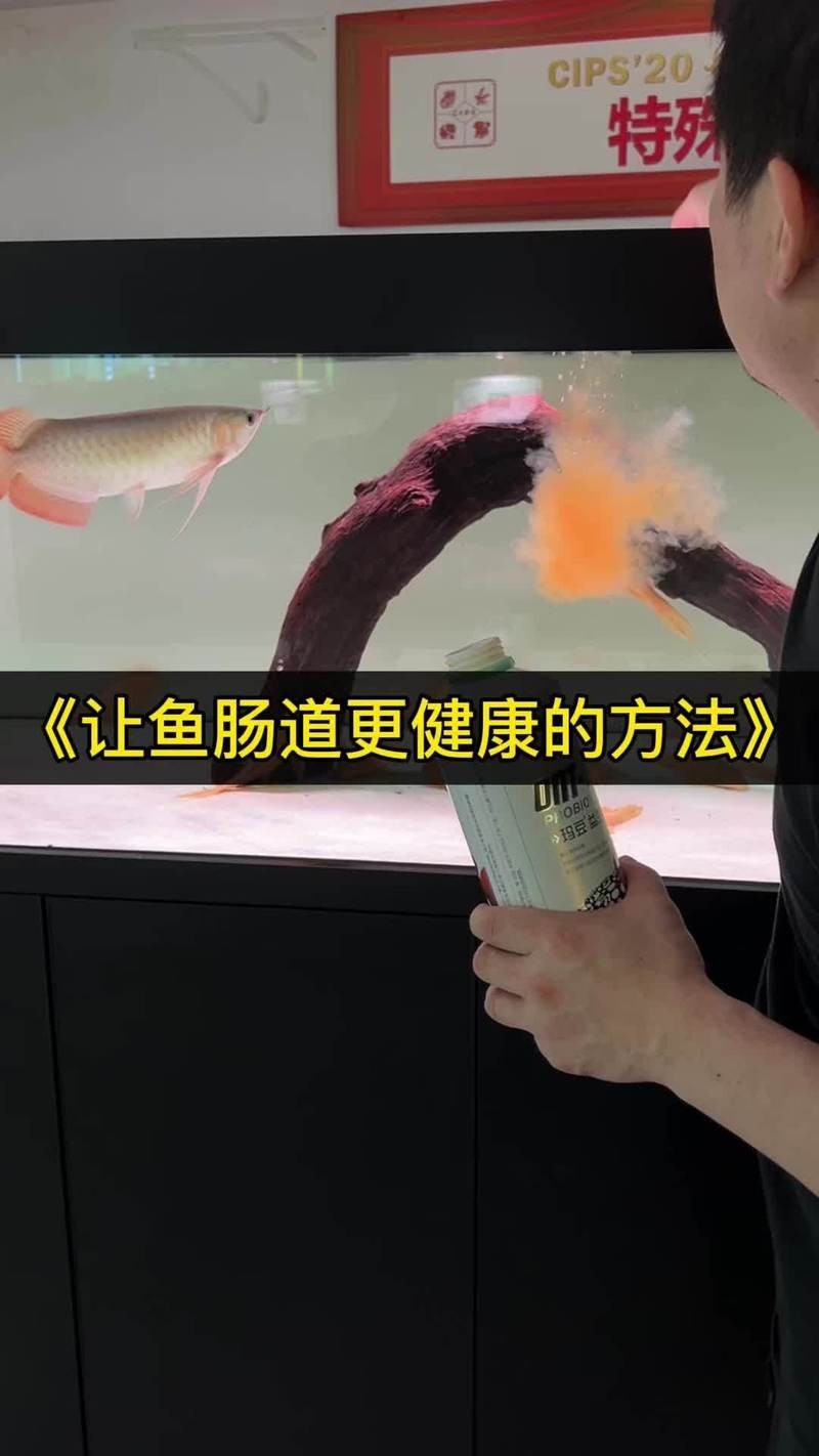 龍魚嚼碎食物后吐出，會影響健康嗎？