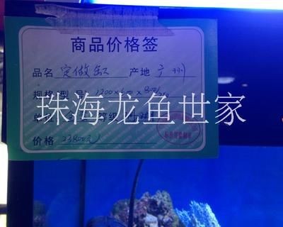 龍魚世家網站（龍魚世家官方網站提供了豐富的水族產品和服務和服務）