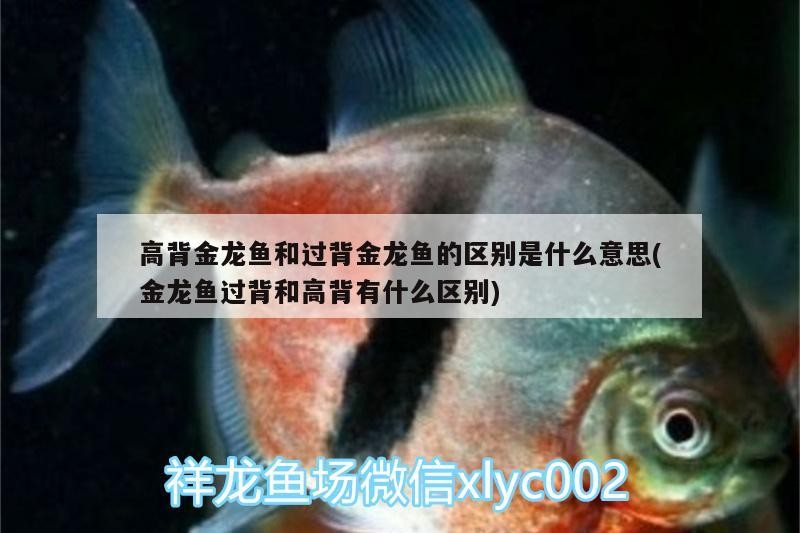 銀龍魚身上潰爛怎么辦圖片視頻（銀龍魚身上潰爛怎么辦圖片視頻教程）