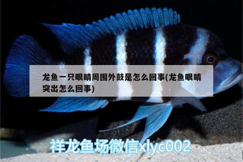 銀龍魚身上潰爛怎么辦圖片視頻（銀龍魚身上潰爛怎么辦圖片視頻教程）
