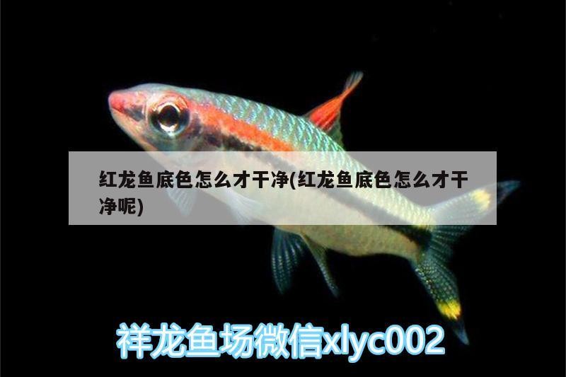 銀龍魚身上潰爛怎么辦圖片視頻（銀龍魚身上潰爛怎么辦圖片視頻教程）