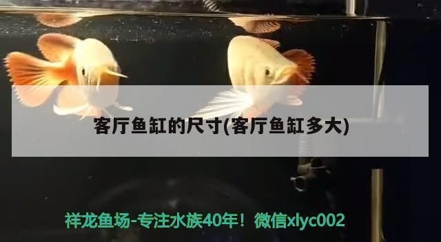 客廳魚缸什么樣的好：客廳魚缸擺放位置、尺寸及材質選擇是影響家居風水和美觀的重要因素