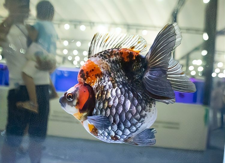 有哪些金魚品種參加了比賽？