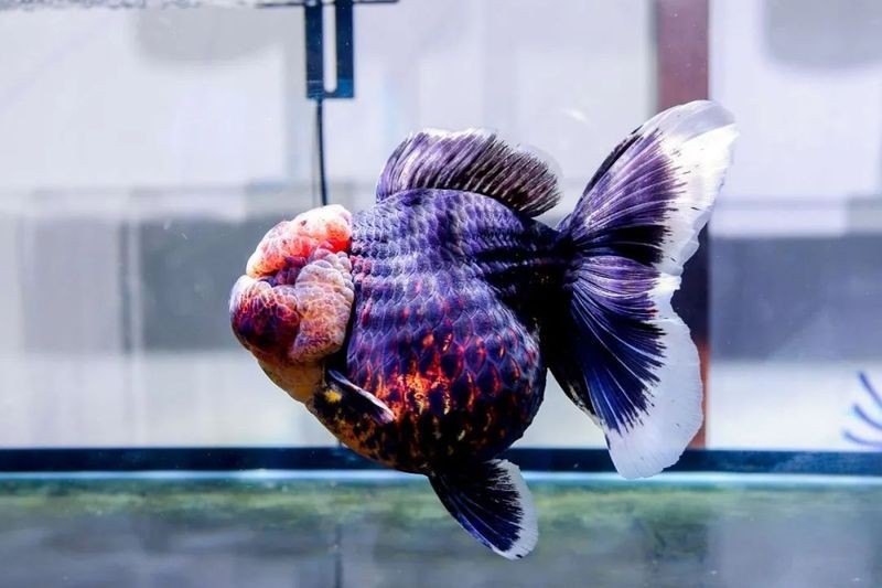有哪些金魚品種參加了比賽？