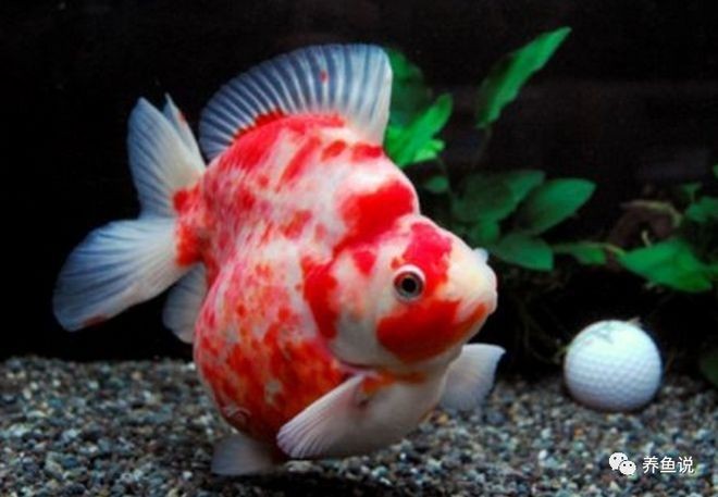 有哪些金魚品種參加了比賽？