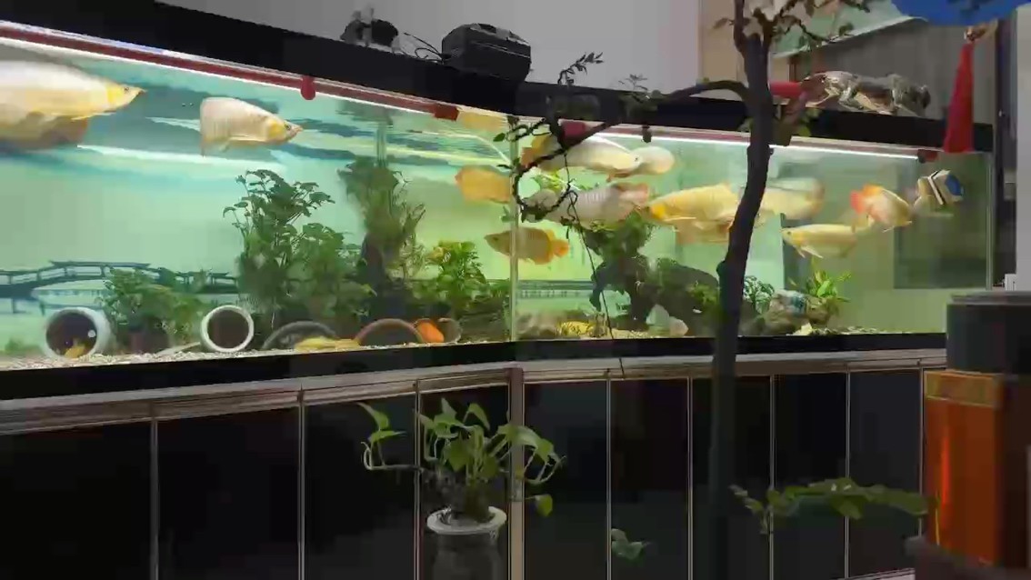 開始每天增加4小時光照。