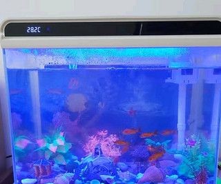 龍魚配什么龜比較好：龍魚配什么龜？最佳混養伙伴選擇指南