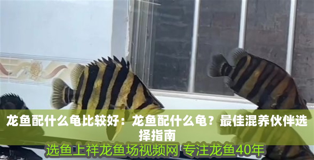 龍魚配什么龜比較好：龍魚配什么龜？最佳混養伙伴選擇指南