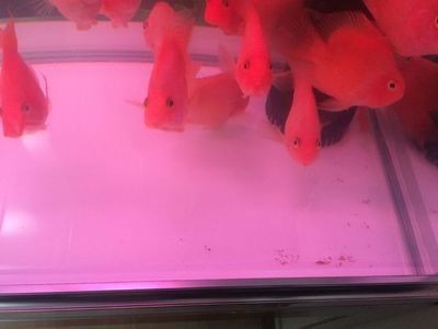 魚缸底濾魚缸和魚馬桶的區(qū)別：底濾魚缸和魚馬桶的作用