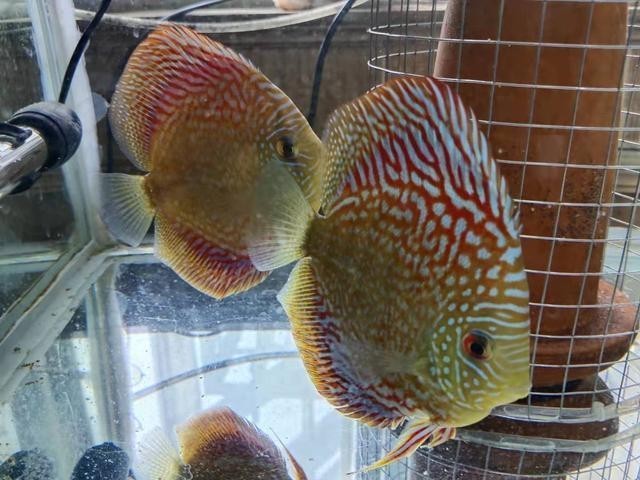 龍魚大戰(zhàn)中受傷的魚會死嗎？
