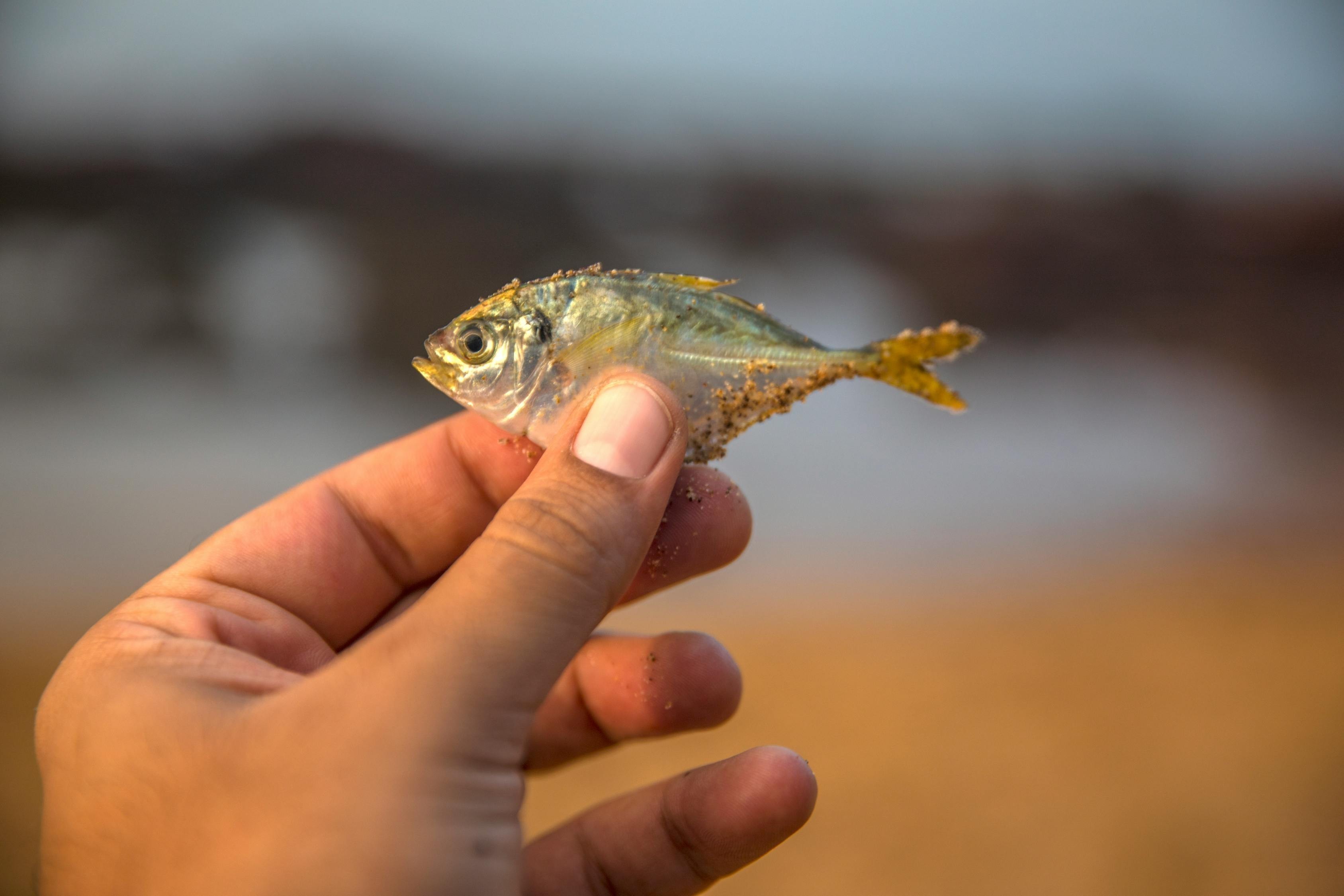 黑云魚是兇魚還是吉魚