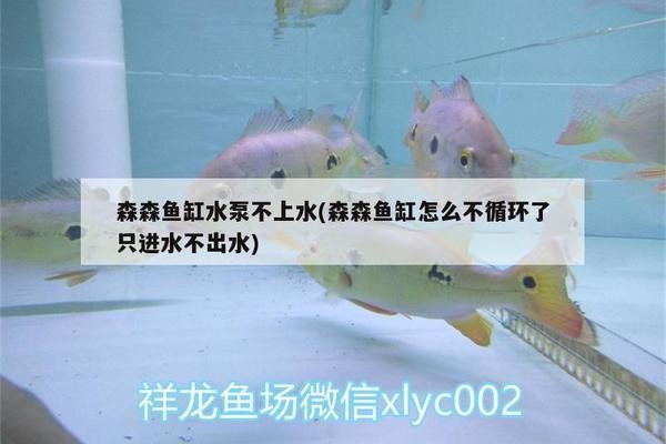 銀龍魚能適應(yīng)的最低溫度(銀龍魚生存的最低溫度)