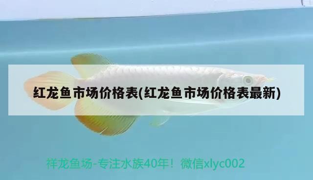 銀龍魚充血怎么回事（銀龍魚充血怎么回事圖片）