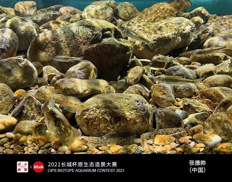 白金龍魚(yú)可以吃嗎 白金龍魚(yú)可以吃嗎有毒嗎