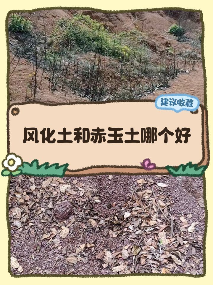 風化土和赤玉土哪個好