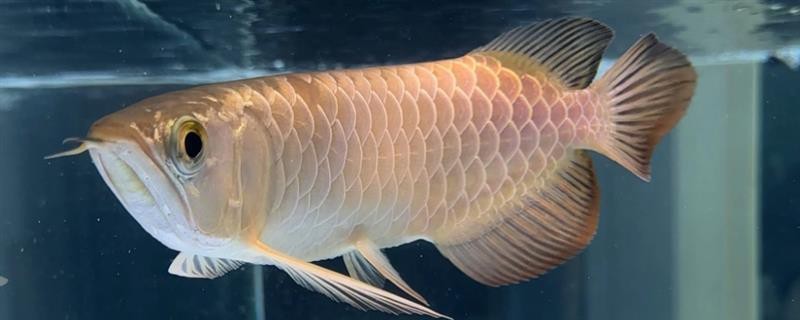 藍(lán)底龍魚(yú)用什么顏色的燈好看圖片大全