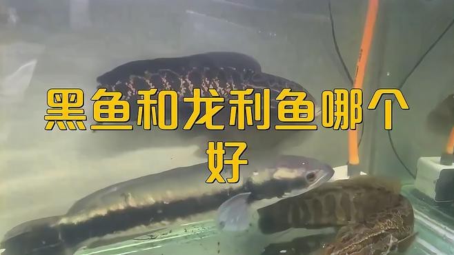 龍魚和黑魚哪個更健康
