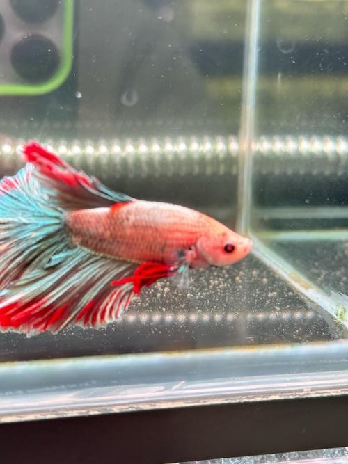 寧波哪里有賣觀賞魚？