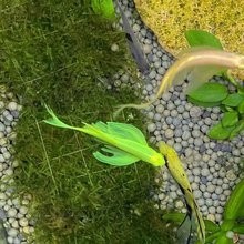 寧波哪里有賣觀賞魚？