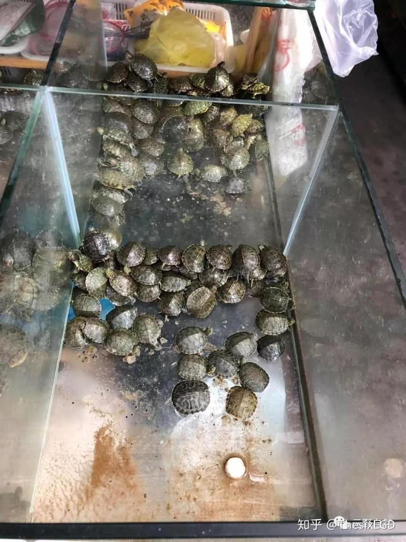 寧波哪里有賣觀賞魚？