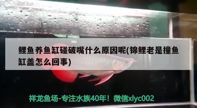 銀龍魚咬其他魚怎么辦：銀龍魚咬銀龍魚怎么辦