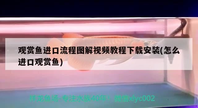銀龍魚咬其他魚怎么辦：銀龍魚咬銀龍魚怎么辦