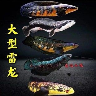 銀龍魚不吃食會(huì)死嗎，銀龍魚不吃食怎么辦？ 銀龍魚不吃食會(huì)死嗎，銀龍魚不吃食怎么辦？ 龍魚百科 第1張