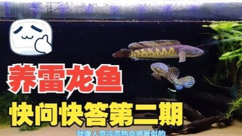 龍魚和雷龍魚的區別在哪里：龍魚與雷龍魚混養指南，觀賞魚入門選擇建議