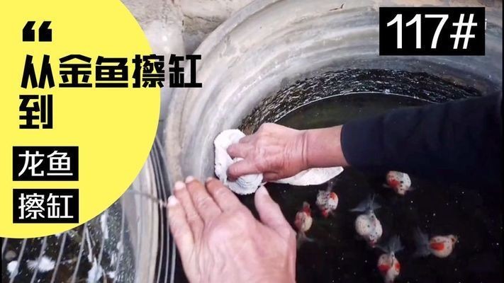 金龍魚擦缸（金龍魚新環境適應技巧）