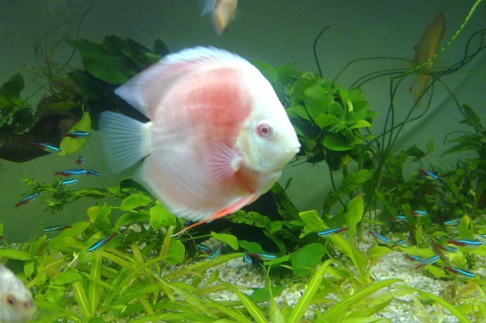 德彩七彩神仙魚